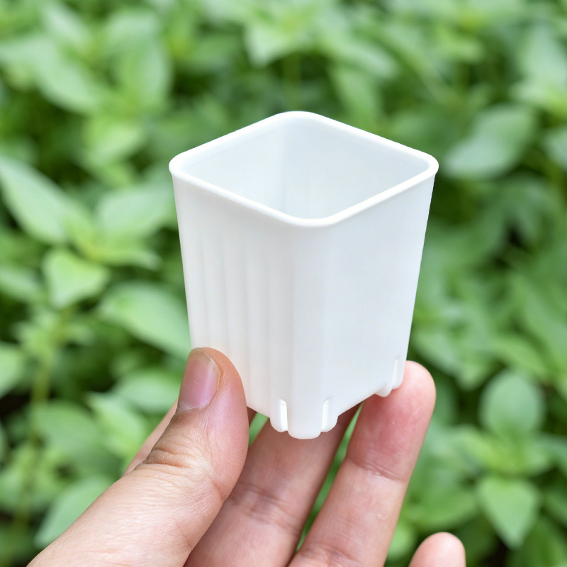 50-100Pcs 4cm Mini Thicken Whi - Food Storage Plants 评论和价格