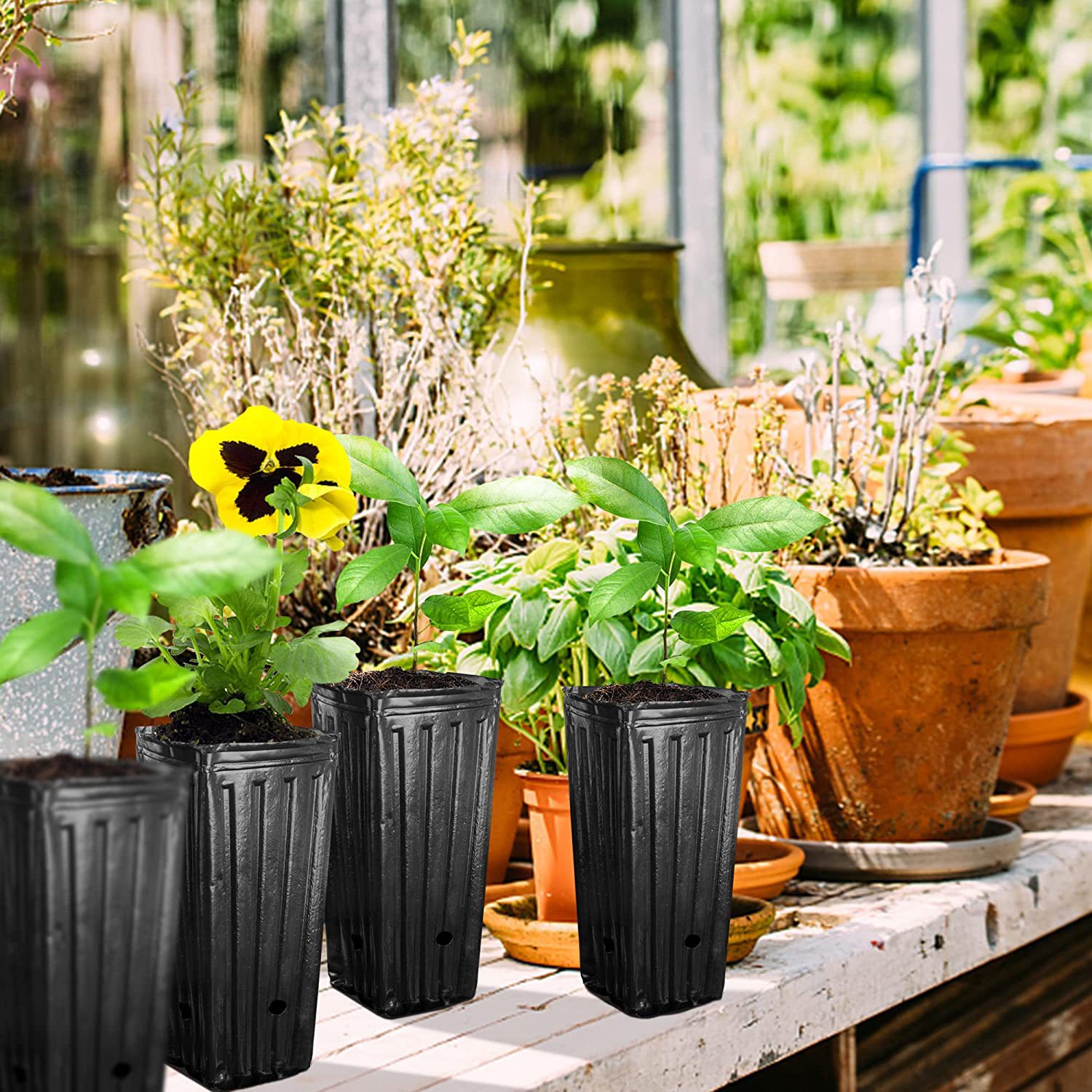 10Pcs Tall Square Plant Seedin - Food Storage Plants 评论和价格